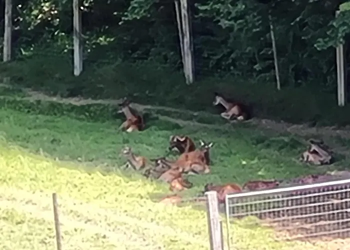 شقة Au Centre Du Village 4-6 Personnes ليسين