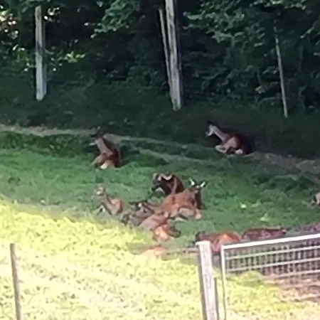 Apartament Au Centre Du Village 4-6 Personnes Leysin